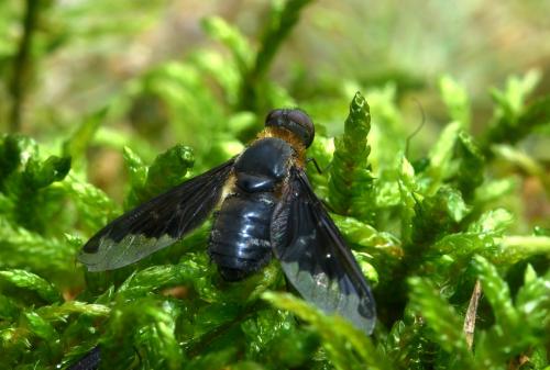 Hemipenthes velutina